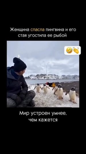 Добро возвращается🤭❤️#рек#пингвины#рыба#добро#новости#девушка