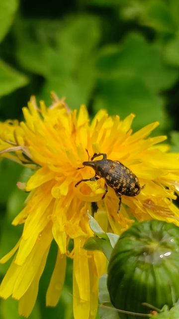 Ларинус конический (Larinus turbinatus) - вид настоящих долгоносиков (Curculioninae)
