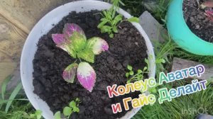 Колеус Аватар и Гайс Делайт