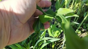 Утренний обход после ночного заморозка