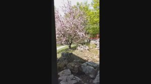 Цветение сакуры и водопад в парке Хуамин ...
