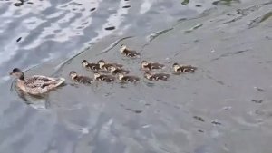 Утка с выводком 🥰🦆