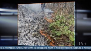14.05.2026 В Долинском районе пожарные не дали сухой траве перекинуться на лес