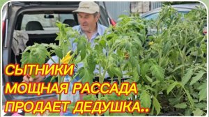 САМВЕЛ АДАМЯН, СЫТНИКИ, МОЩНАЯ РАССАДА, ПРОДАЕТ ДЕДУШКА..