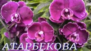 №1186/ МОРЕ цветов и ОРХИДЕЙ в с/ц на АТАРБЕКОВА