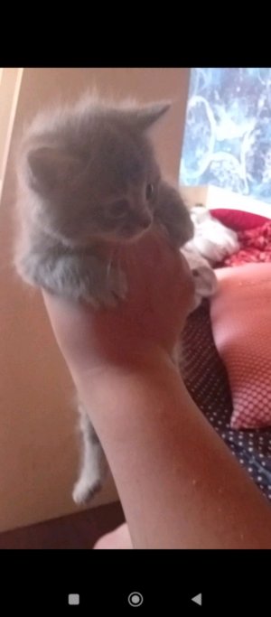 кот