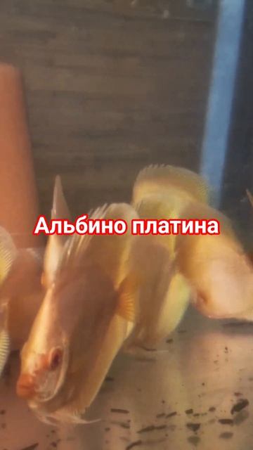 СДЕЛАНО В КРИСТАЛЛЕ!