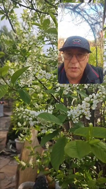 Москва сильный приворот на цветущую черемуху выйти замуж.