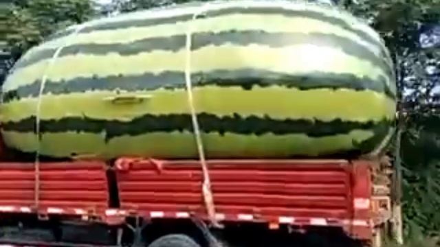 Самый большой АРБУЗ В КИТАЕ