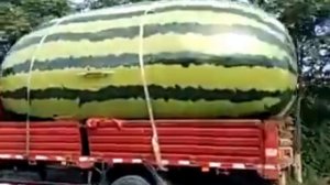 Самый большой АРБУЗ В КИТАЕ