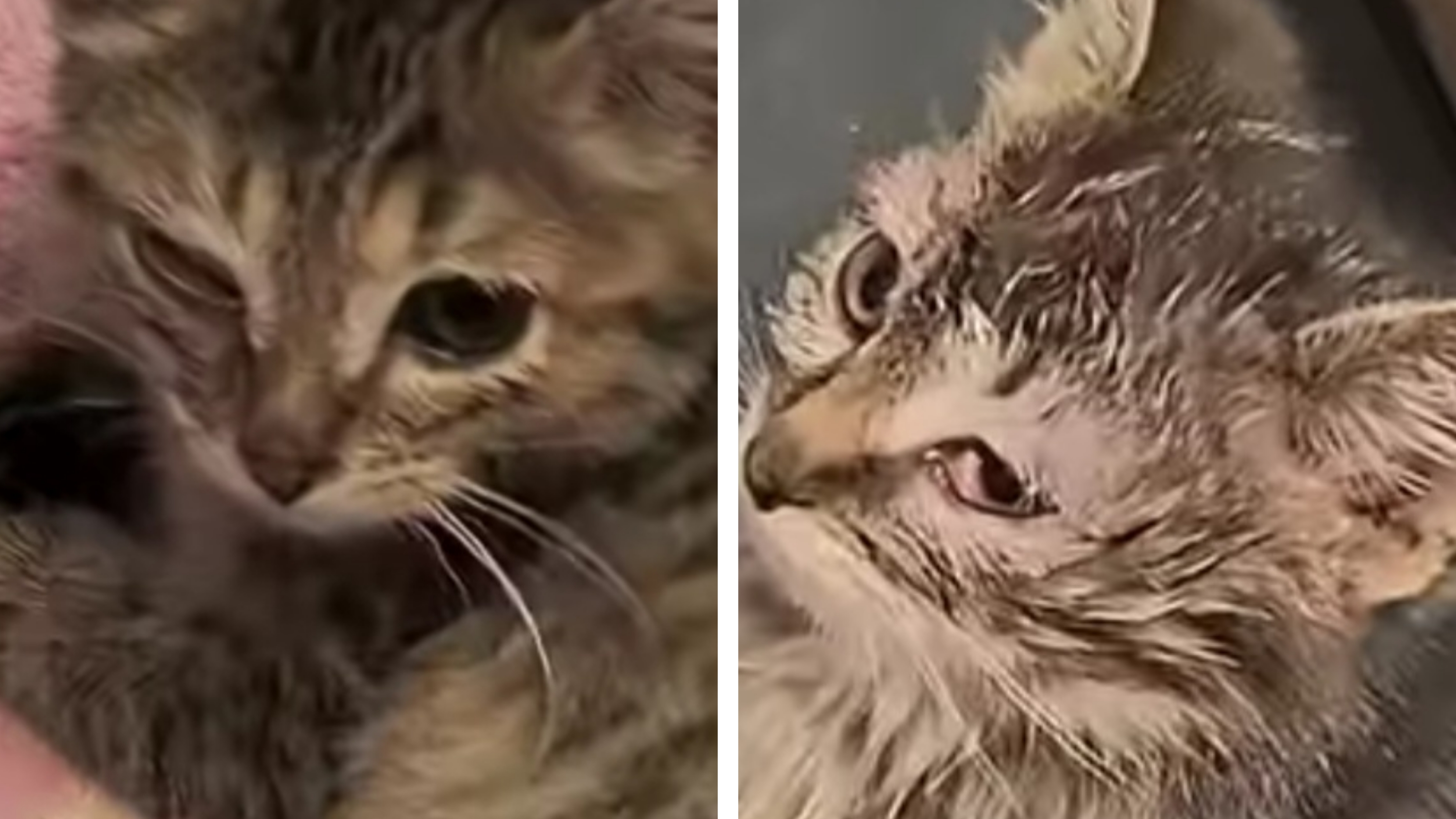 Котята растут на глазах