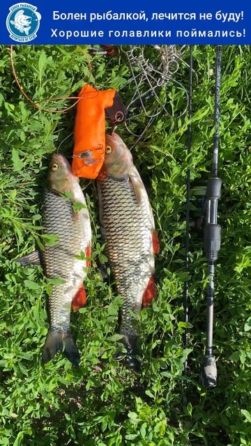 🎣🐟🔥 Секрет отличного клёва раскрыт! #рыбалка #fishing