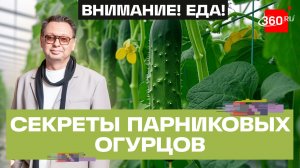 Что таится в парниковых огурцах? Внимание! Еда! Огурцы. Беспалов