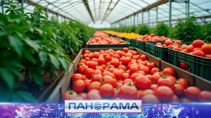 ⚡️ Донбасские помидоры снова выращивают в промышленных объёмах! Чем оснастили теплицы?