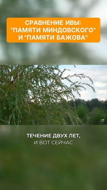 Сравнение ивы "Памяти Миндовского" и "Памяти Бажова"