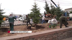 В центре Улан-Удэ вместо старых тополей высадили голубые ели