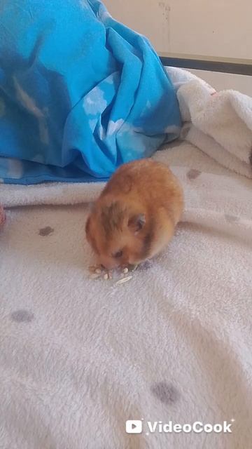 я вас 💗 с любовью Тыква🐹 смотреть онлайн