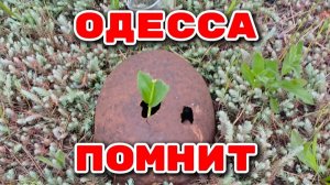 Одесса на Связи!!! (Иностранное мнение) NEMO