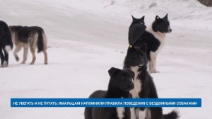 НЕ УБЕГАТЬ И НЕ ПУГАТЬ: ЯМАЛЬЦАМ НАПОМНИЛИ ПРАВИЛА ПОВЕДЕНИЯ С БЕЗДОМНЫМИ СОБАКАМИ
