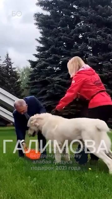 Как Героя-Аркадага Бердымухамедова встречали в Казани? #туркменистан #казаньфорум #скачки