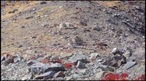 Котята снежного барса в Сайлюгемском нацпарке