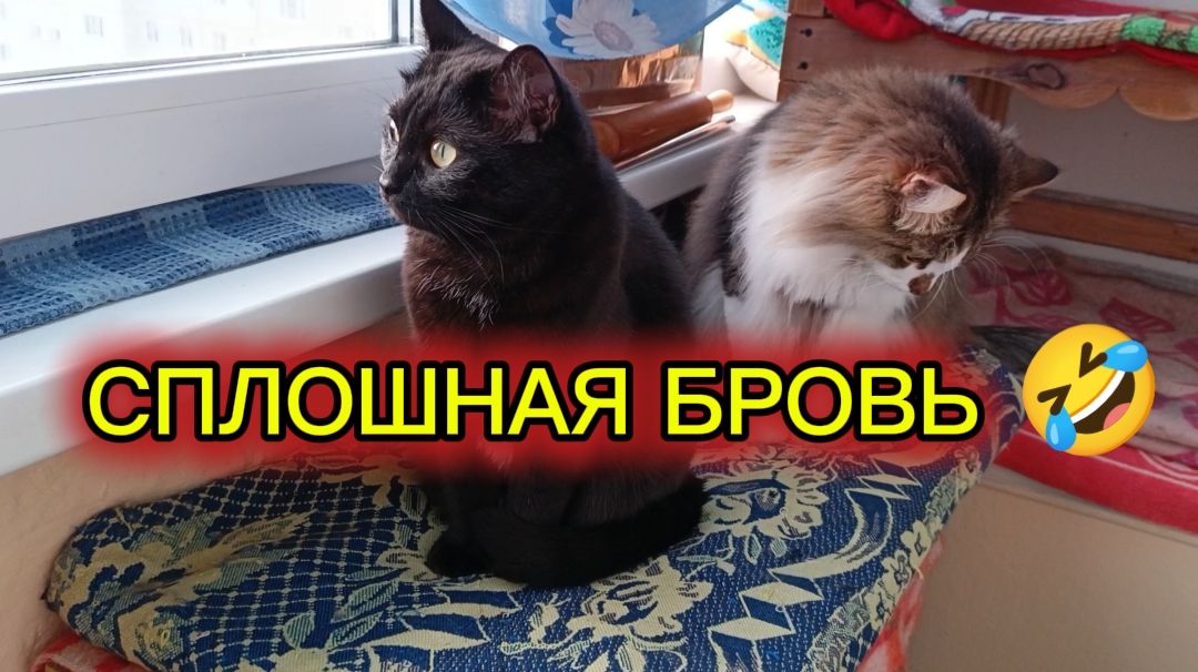 КОШКИ С ОЗВУЧКОЙ.