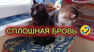 КОШКИ С ОЗВУЧКОЙ.