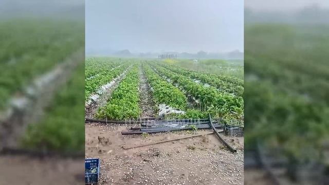 Градовый обстрел в Краснодарском крае! Град с куриное яйцо повредил посевы и транспорт жителей!