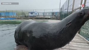 Морские котики – «пенсионеры» Павел и Чебу всю жизнь вместе: их отправили в санаторий