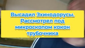 Высадил Эхинодорусы. Рассмотрел под микроскопом кокон трубочника