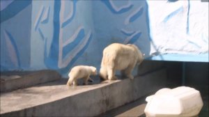 Сегодня медвежонку 5 месяцев! 07.05.2026