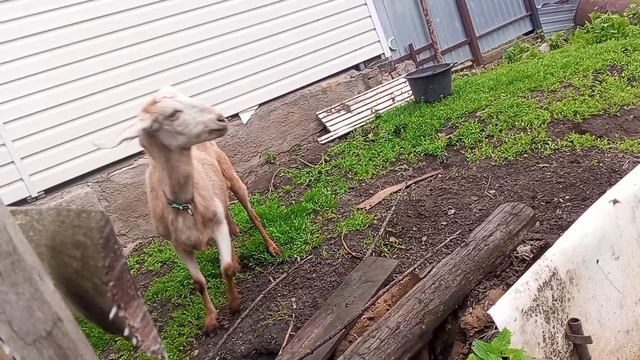 Новые козы и новый навес.