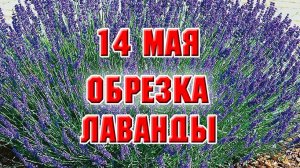 14 мая. Как я обрезаю лаванду