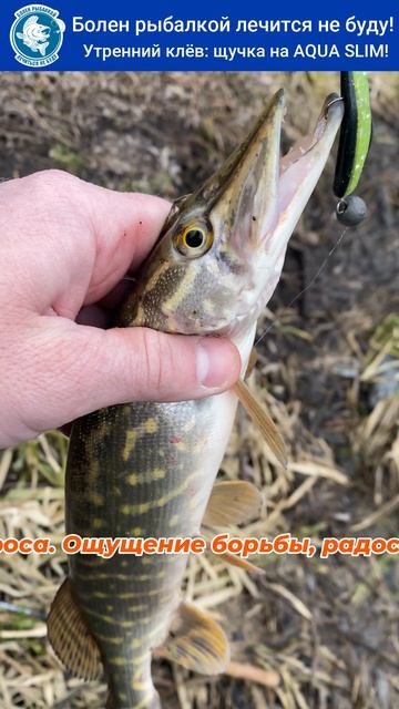 🎣🐟 Утренний клёв: щучка на AQUA SLIM!  #рыбалка #fishing