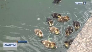 Новое потомство гусей появилось в Городском саду Краснодара