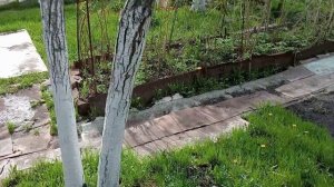 ОБЗОР ДАЧИ ВО 2-ОЙ ДЕКАДЕ МАЯ. ЧТО РАСТЕТ, А ЧТО НЕ ОЧЕНЬ...