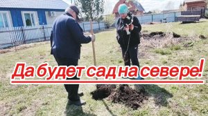 Сажаем деревья на севере каждый год, а толку мало...