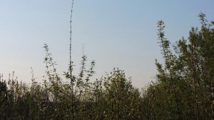 Утро в деревне 1