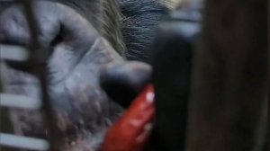 Шимпанзе  ухаживает за человеком | ASMR для сна #sleepsounds  #monkeygrooming