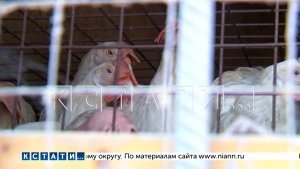 Нелегальную птицефабрику организовали в городском гаражном кооперативе и отравили жизнь окружающим