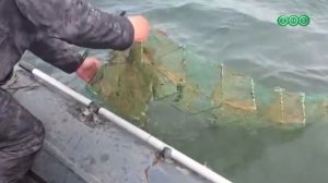 В Башкирии выпустили в воду более 200 кг рыбы и раков