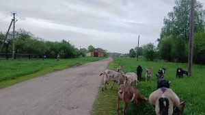 Неожиданная покупка