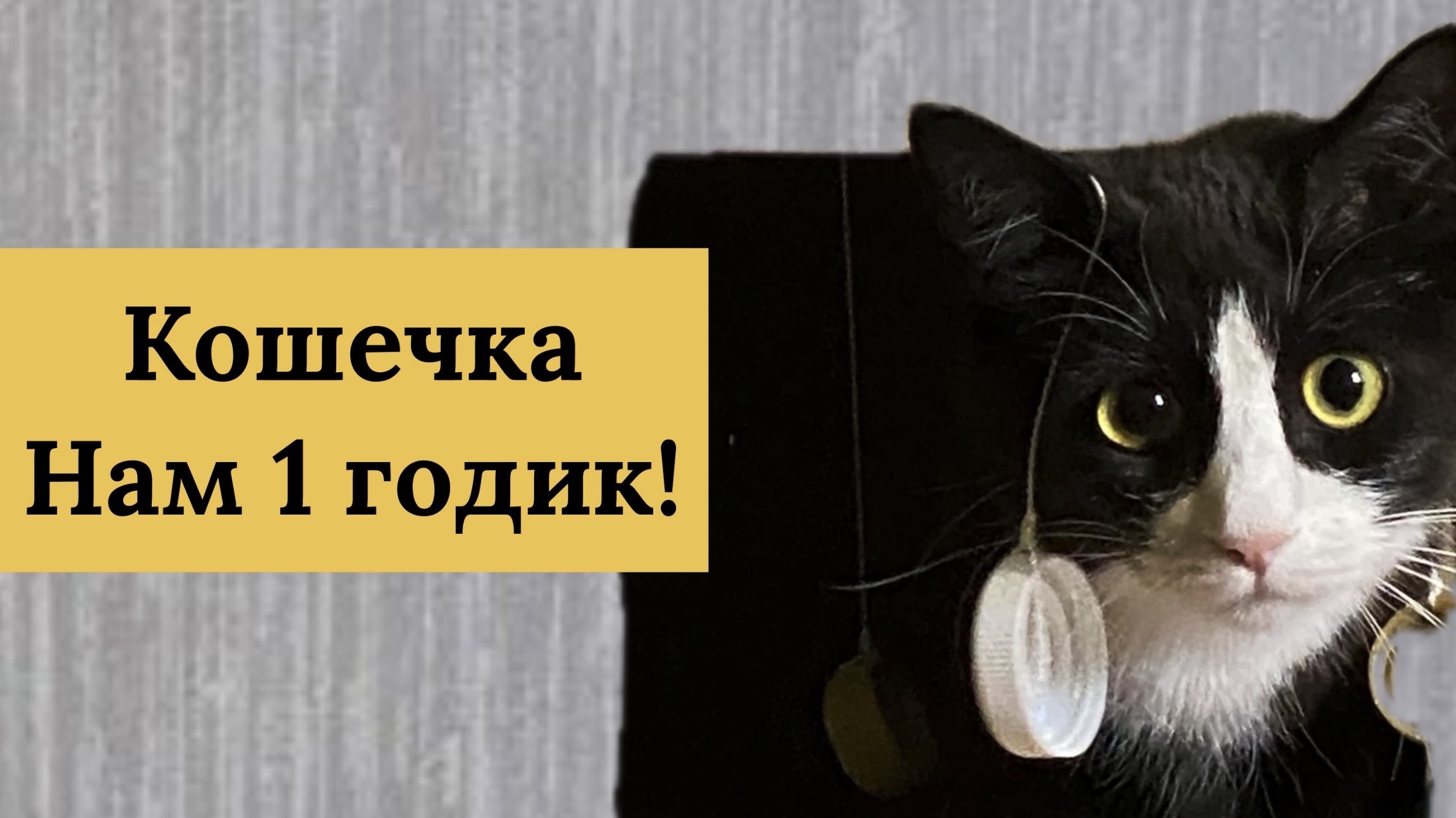 Кошечке 1 год! Как быстро летит время. Жизнь удалась! 15 мая 2026 г.