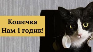 Кошечке 1 год! Как быстро летит время. Жизнь удалась! 15 мая 2026 г.