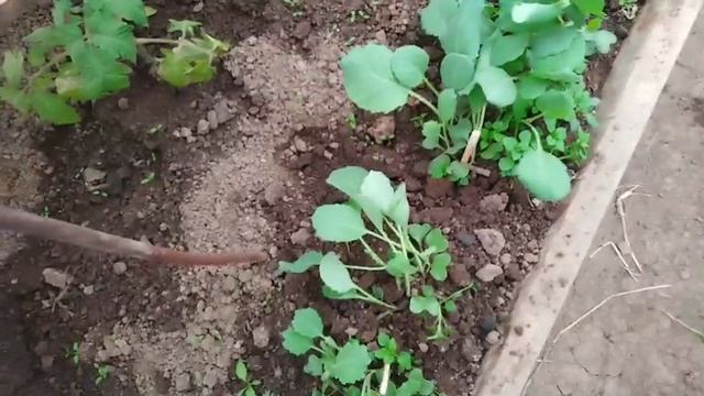 Везде одна капуста 🥬