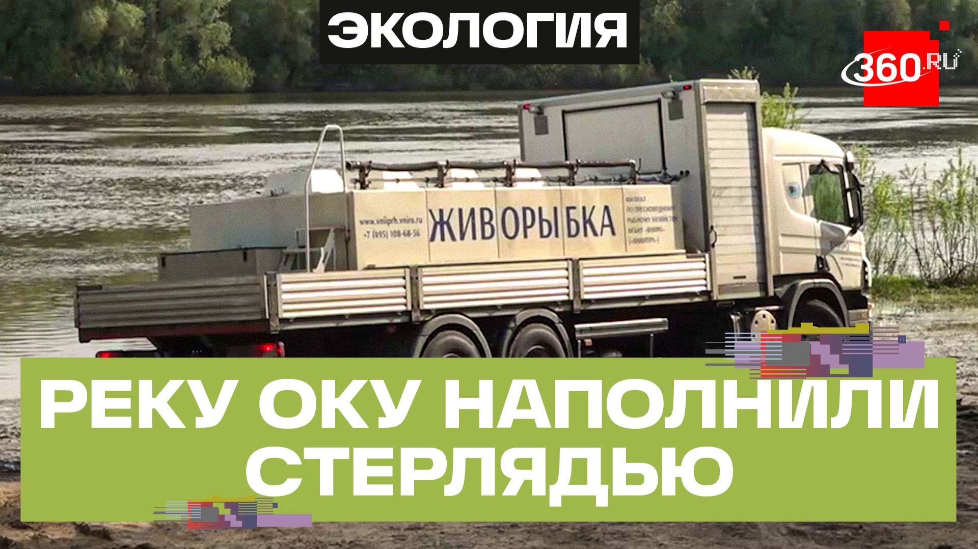 Неравнодушные работники предприятий восполнили  популяцию стерляди в реке Оке