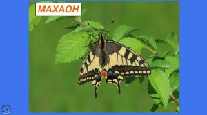 Махаон - великолепный парусник, который можно встретить на морковной грядке
