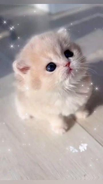 эдит, котики