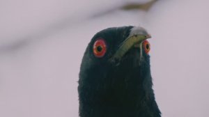 Галя из Австралии которая уводит чужих детей
