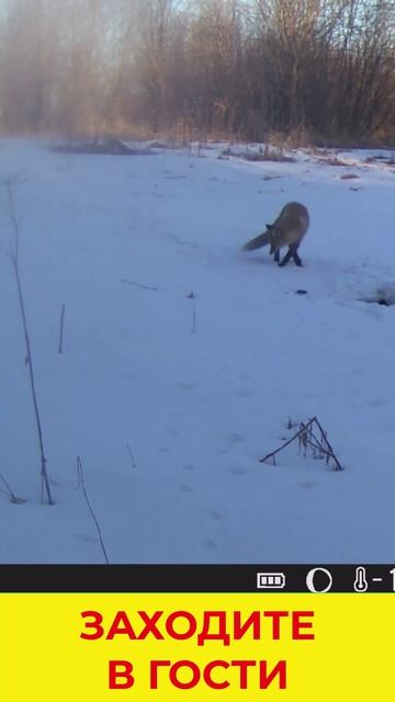 Наглый Лис смотреть онлайн